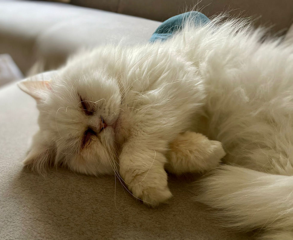 الصورة المصغرة: Caesar