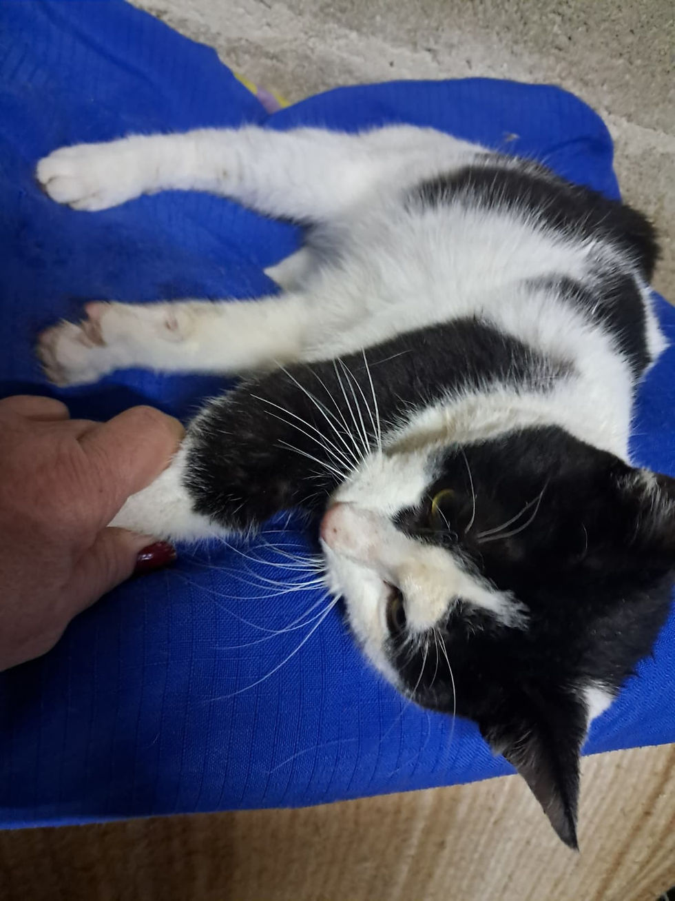 الصورة المصغرة: Yanish