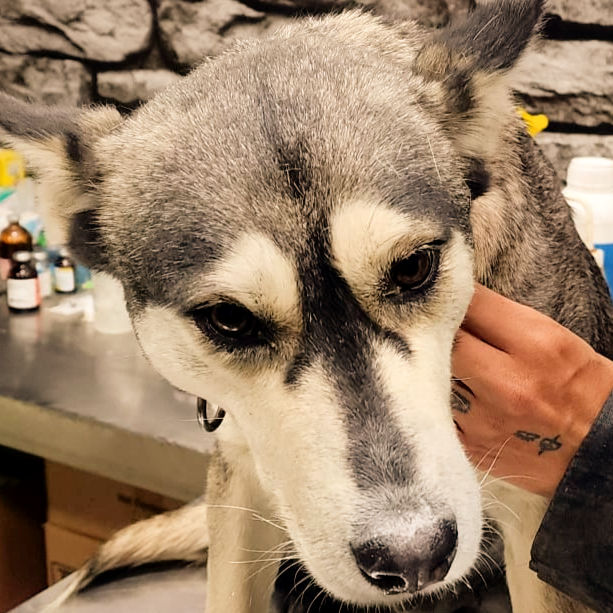 Akira
