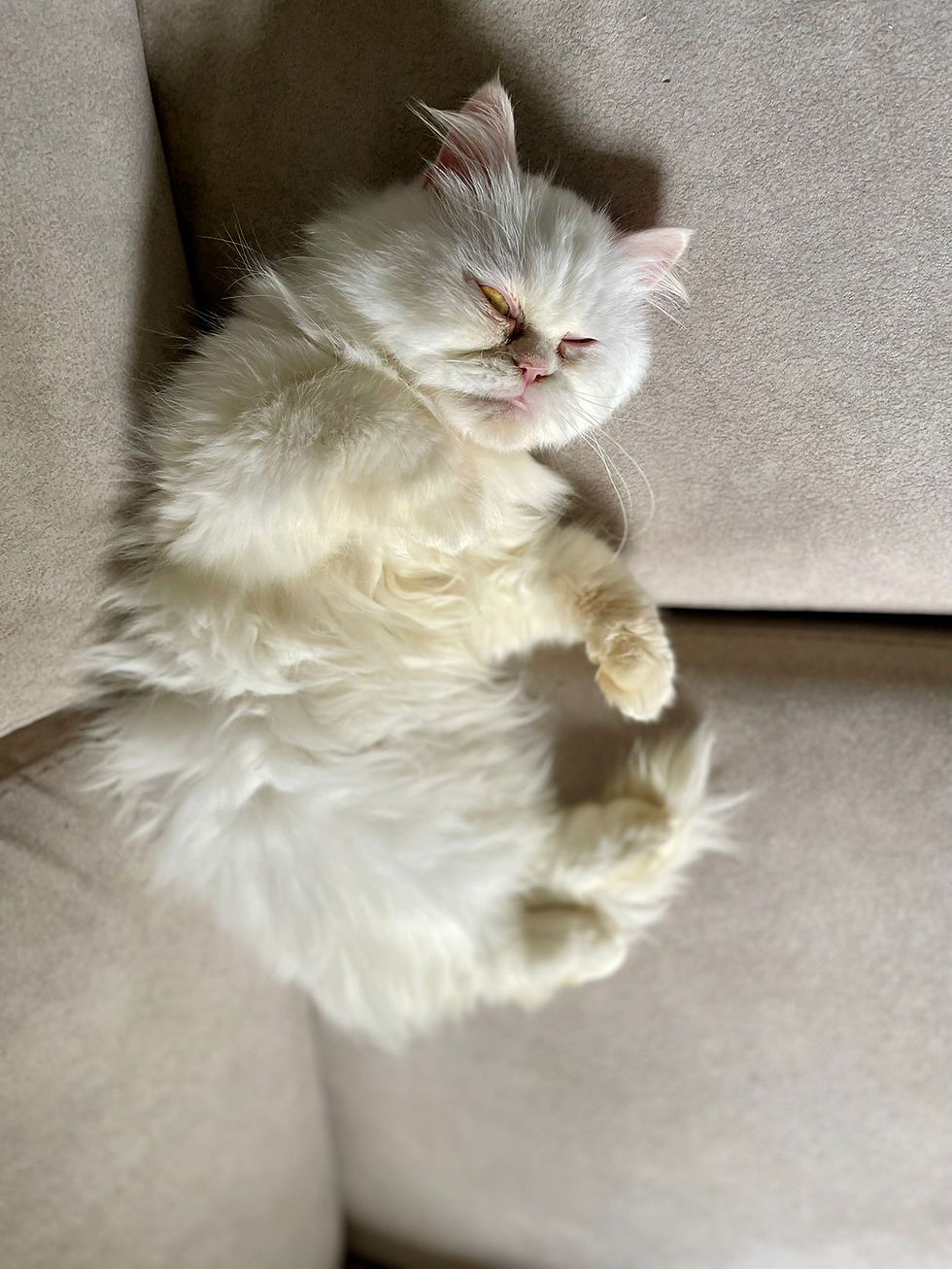 الصورة المصغرة: Caesar