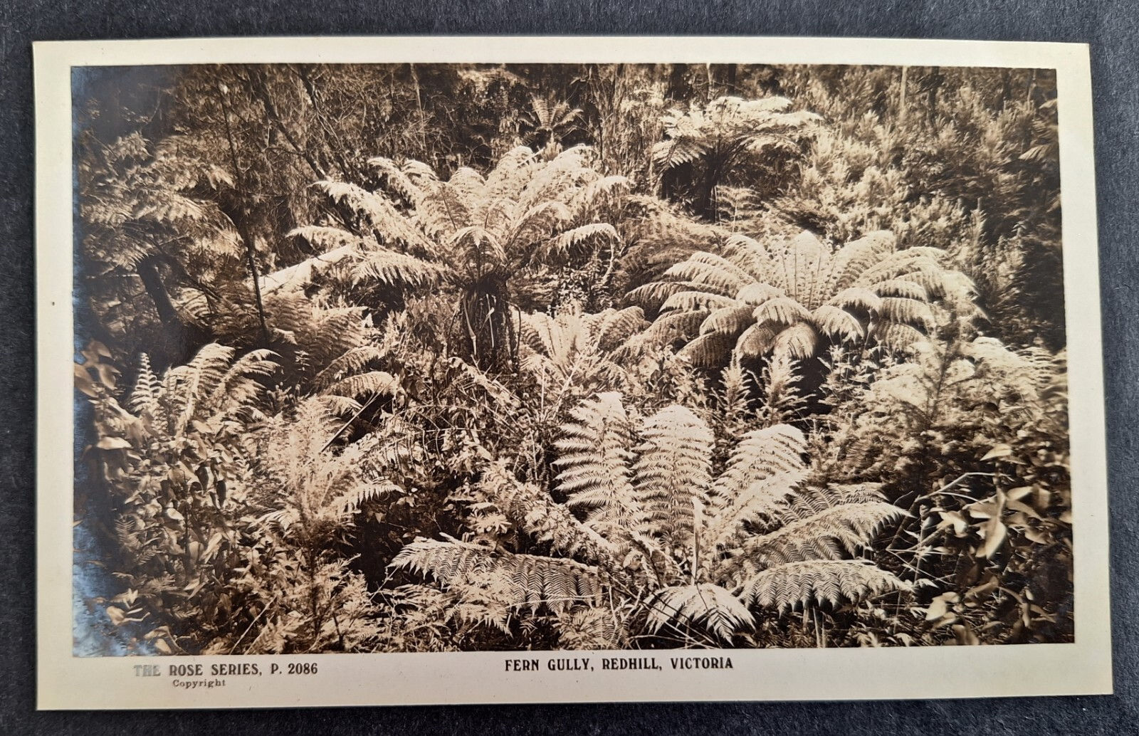 c. 1910s Australia Rose Series Postcard-Fern Gully, Redhill Unused No Stamp