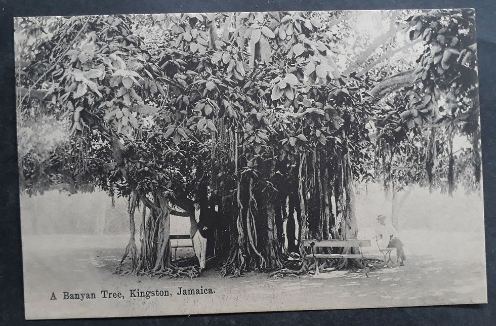 Undated Jamaica Postcard-A Banyan Tree, Kingston Unused No Stamp