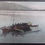 Thumbnail: Undated Japan Postcard-Boat Scene Unused No Stamp