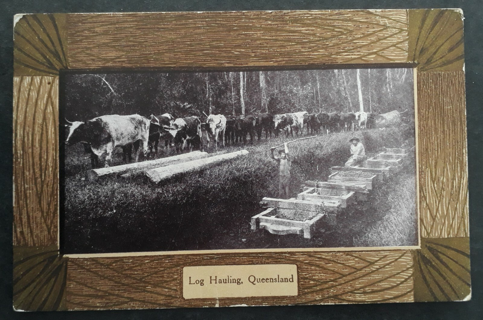 Undated Australia Postcard-Log Hauling, Queensland Unused