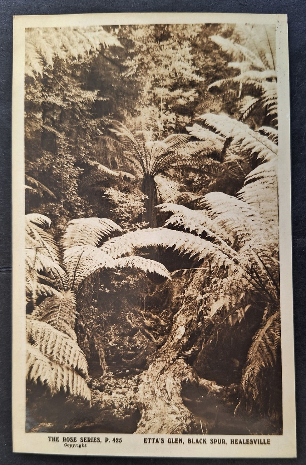 c. 1910s Australia Rose Series Postcard-Black Spur, Healesville Unused