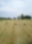 Family Hay Field