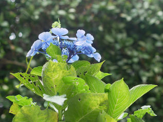 7号食7日目 / Brown Rice Cleanse Day-7