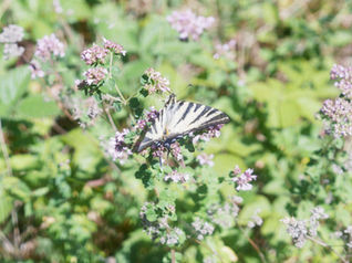 Forêt de Compiègne