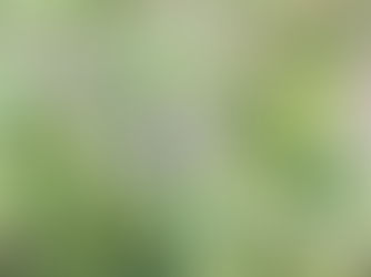 Forêt de Compiègne