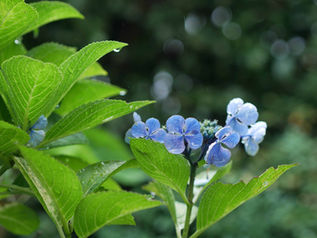 7号食4日目 / Brown Rice Cleanse Day-4