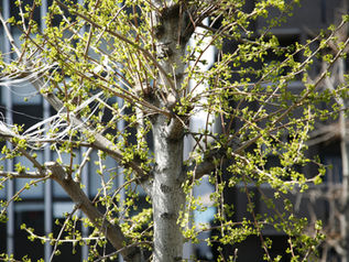 Daily - Tokyo / 08.04.2010