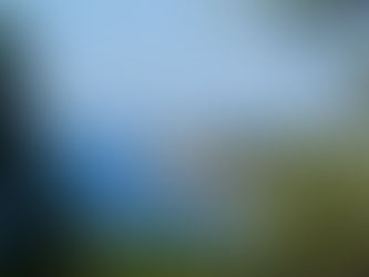 Tour Génoise d'Omigna / コルシカ島の黄色いお花 Immortelle（イモーテル）