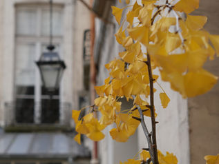 Les feuilles de ginkgo