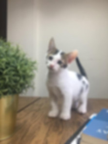 kedi sahiplendirme ilanları