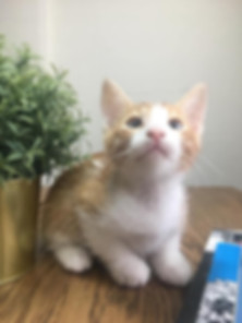 kedi sahiplendirme ilanları