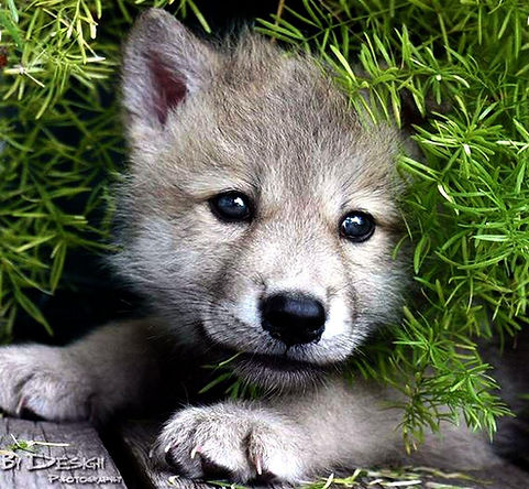 baby wolf.jpg