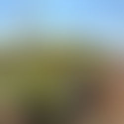 Spring Blooms in the Desert: A Guide to Wildflower Trails in Washington County, Utah