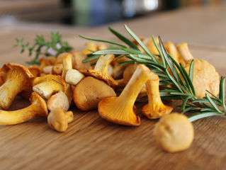 LES CHAMPIGNONS : CES NOUVEAUX MÉDICAMENTS FASCINANTS