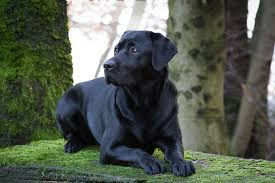 HISTOIRES DE CHIENS