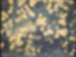 Hommage à Van Gogh Heliopsis