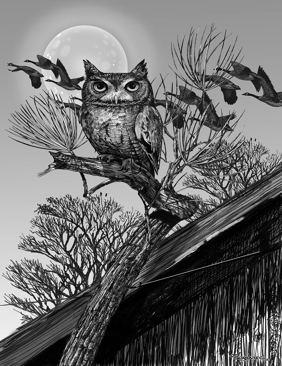 Screech Owl