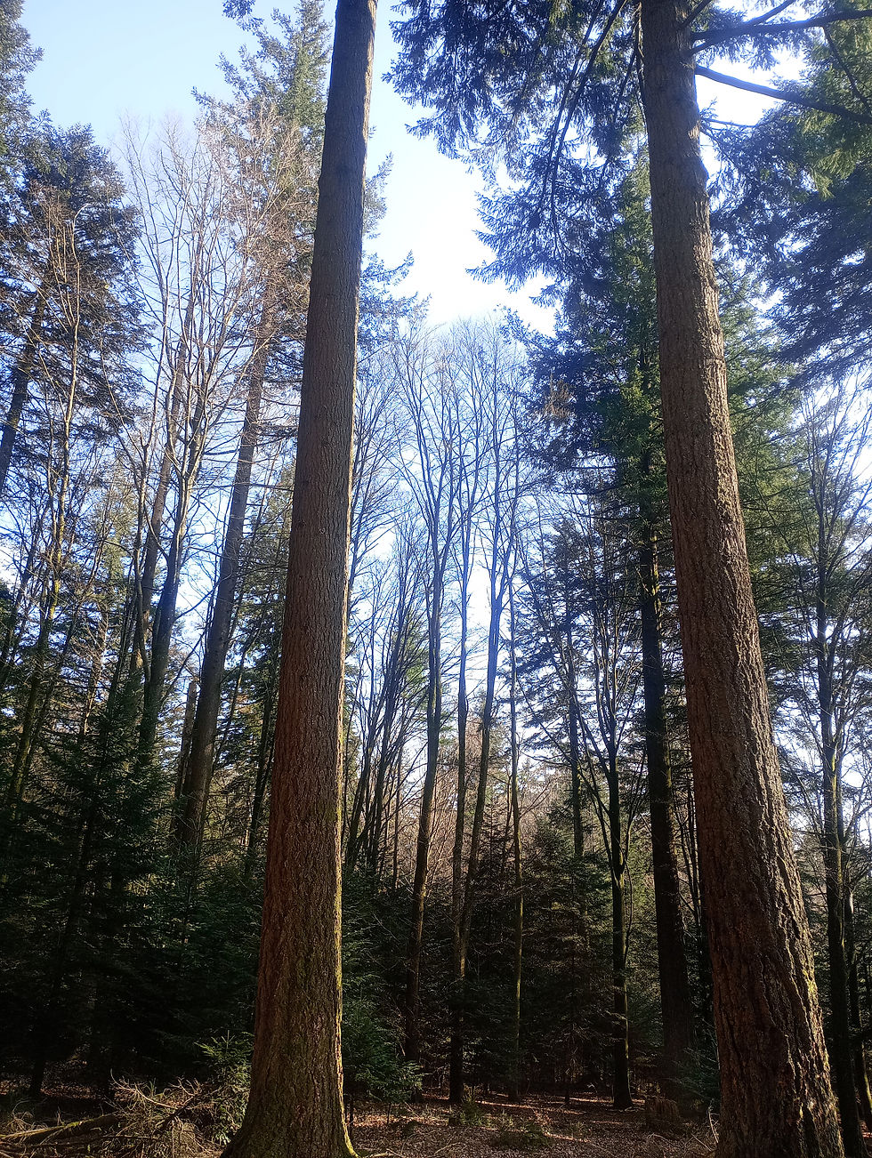 Les arbres remarquables de la forêt de Humont