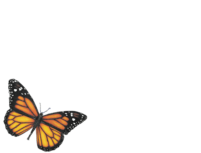 MARIPOSAS.gif