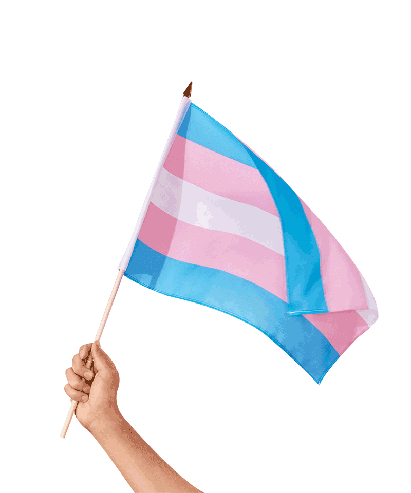 trans.gif