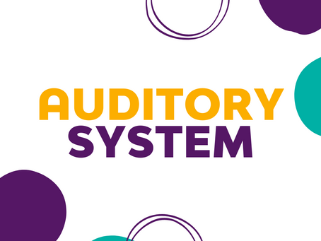 Auditory System