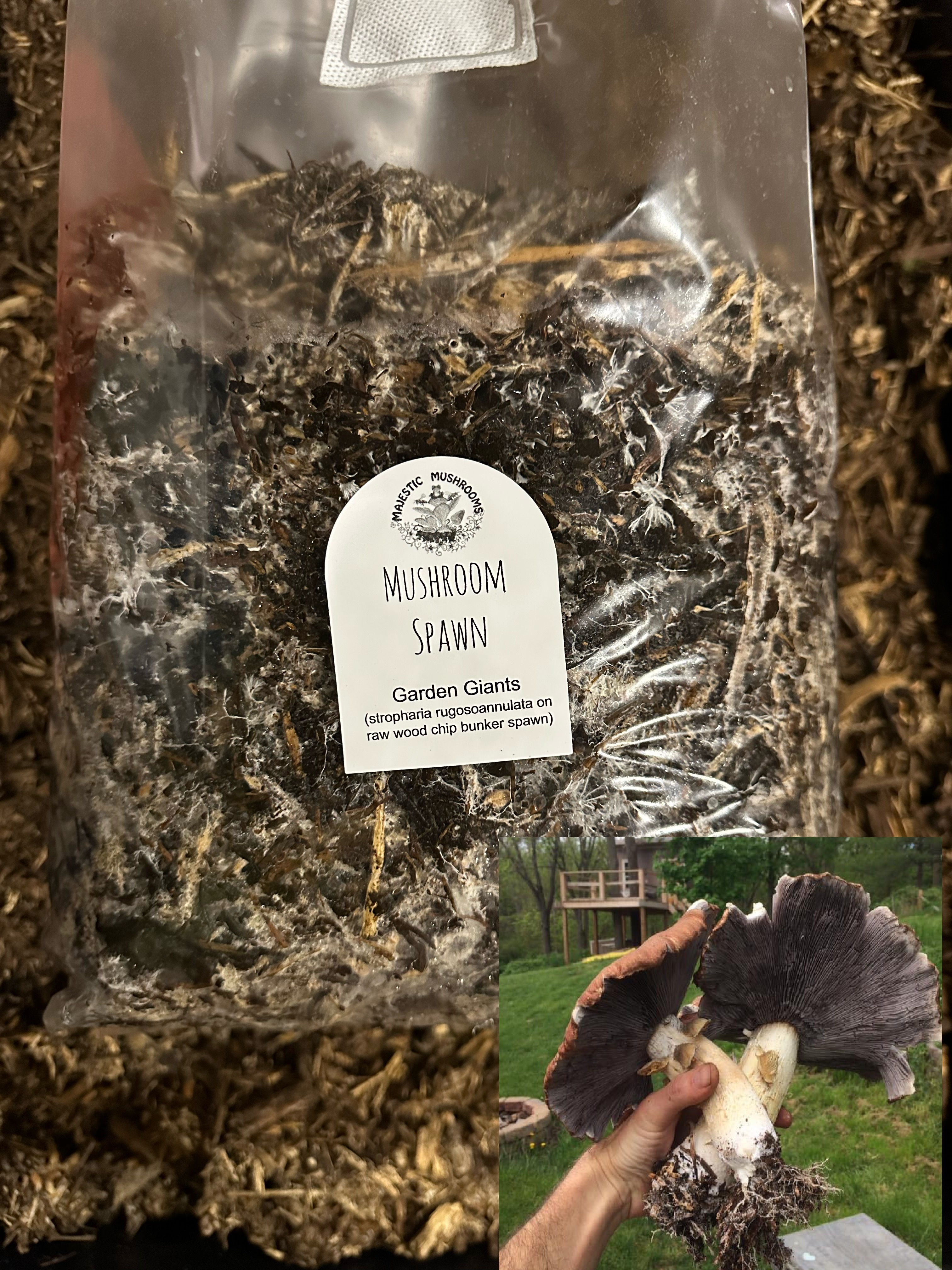 Garden Giant (King Stropharia/wine cap) Mushroom "Bunker" Spawn. Super easy!