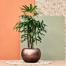 Kerstboom-eruit-plant-erin_00893.webp