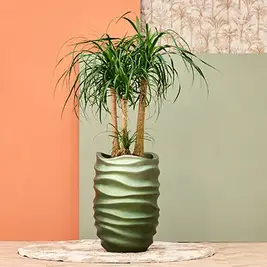 Kerstboom-eruit-plant-erin_00899.webp