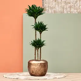 Kerstboom-eruit-plant-erin_00904.webp