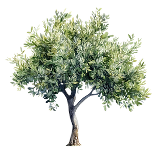 watercolour olive tree