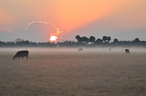 Habitat - Improved Pasture - LKB STA.JPG