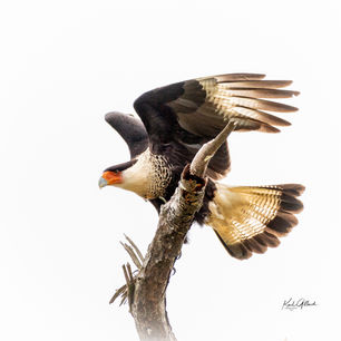 Gillard, Karl: "The Take-off""