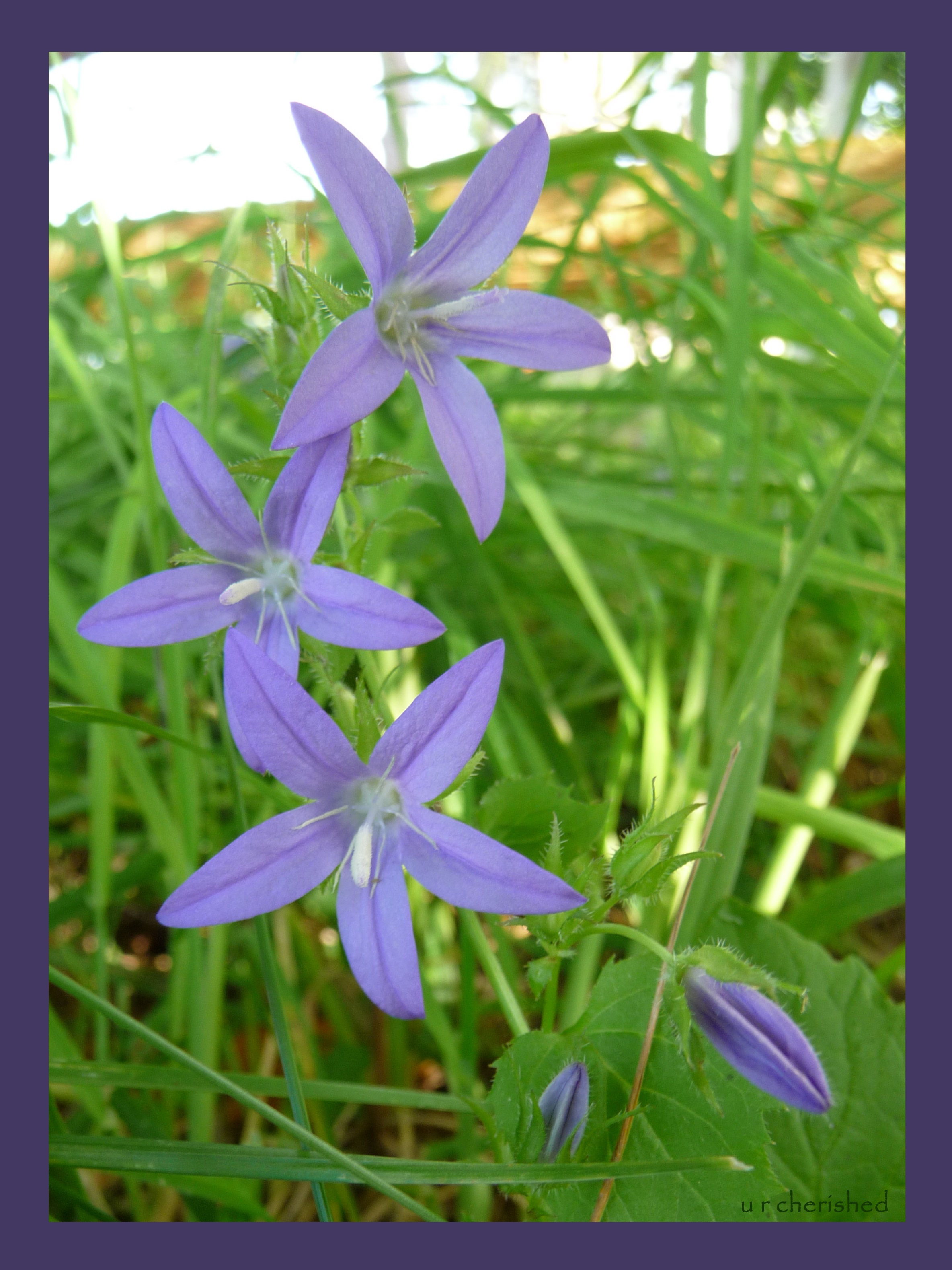 A023 Periwinkle stars