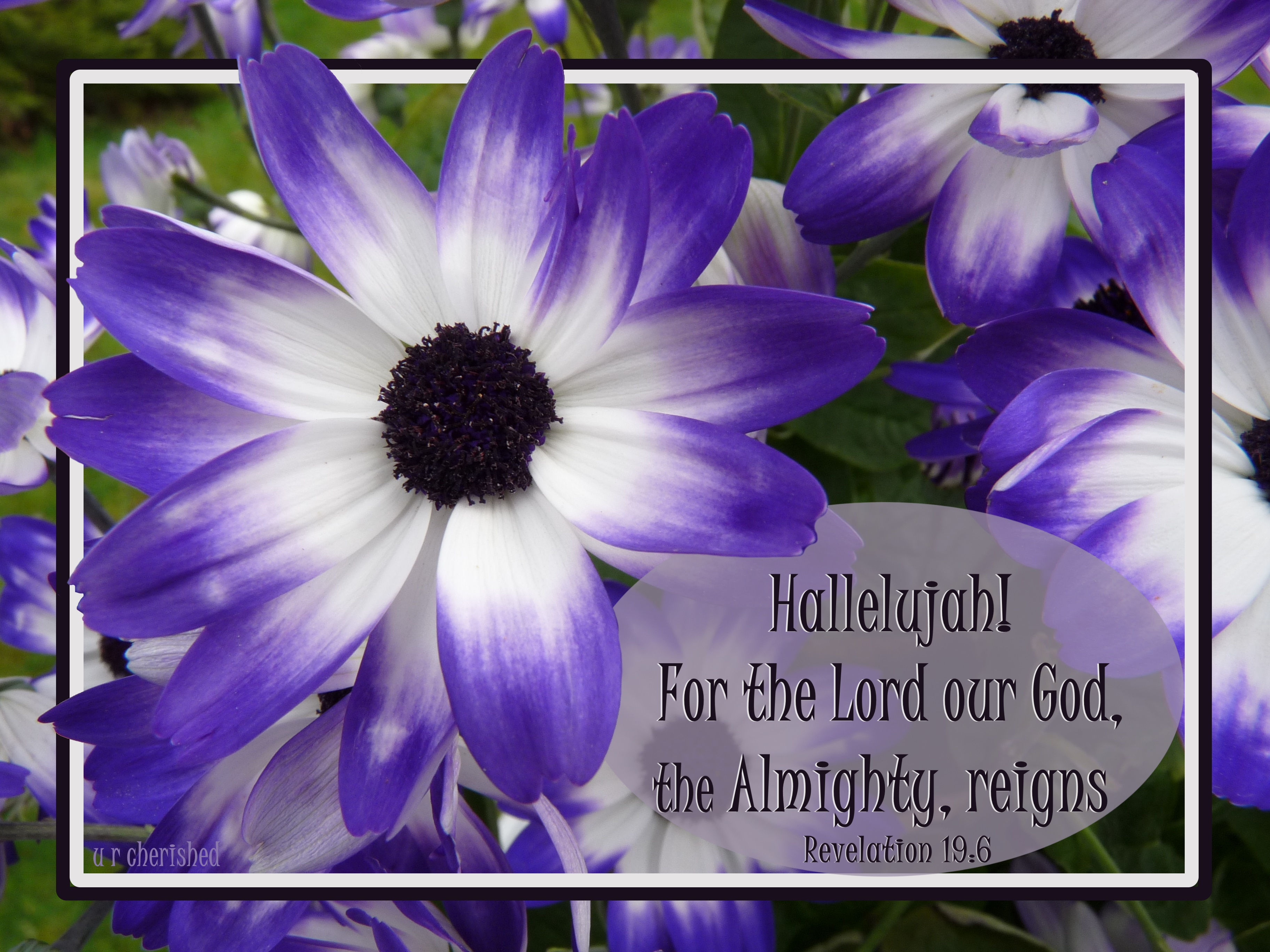 A062 Purple daisies Rev 19:6 blue