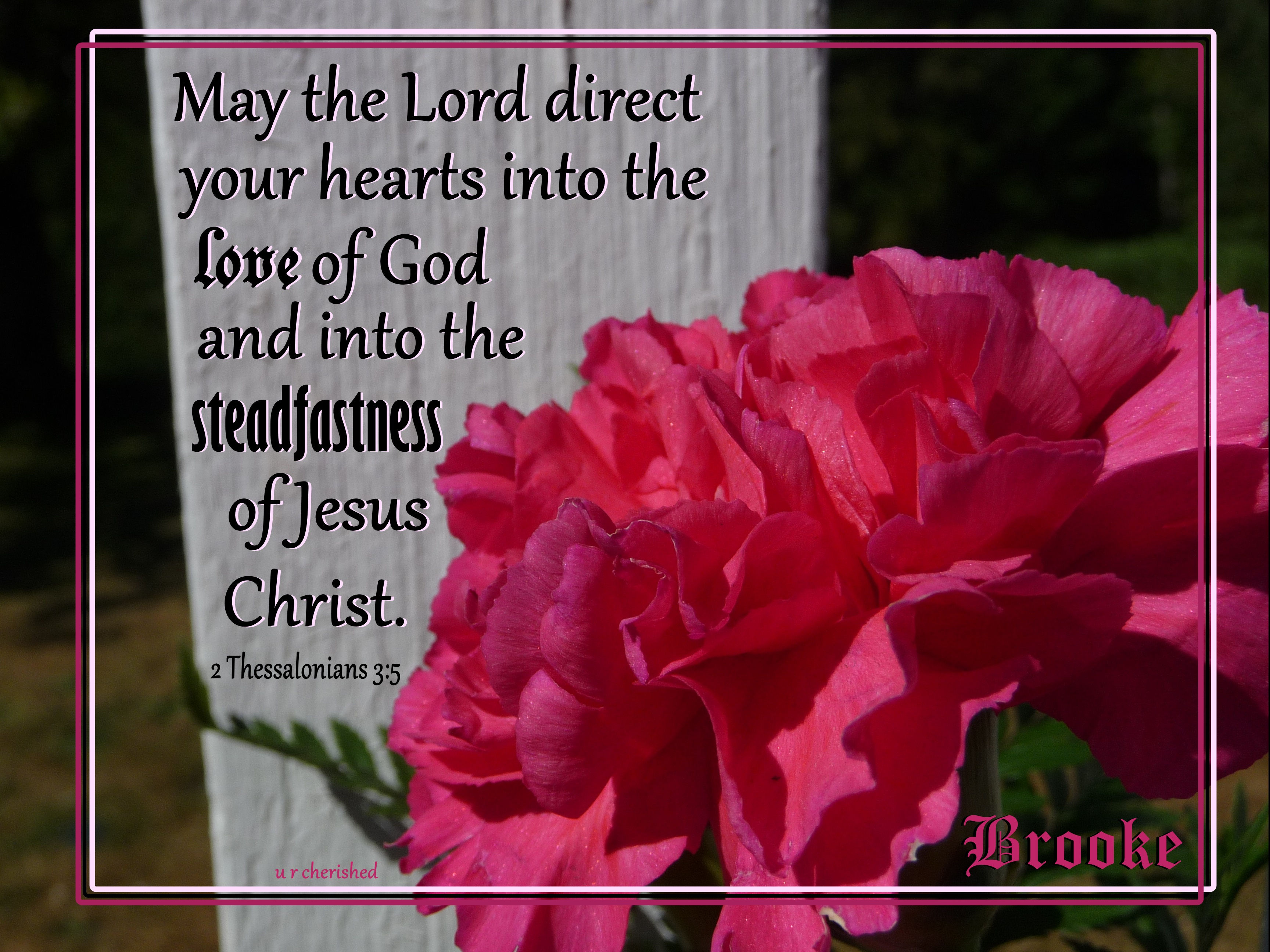 A005 Pink carnation 2 Thess 3:5