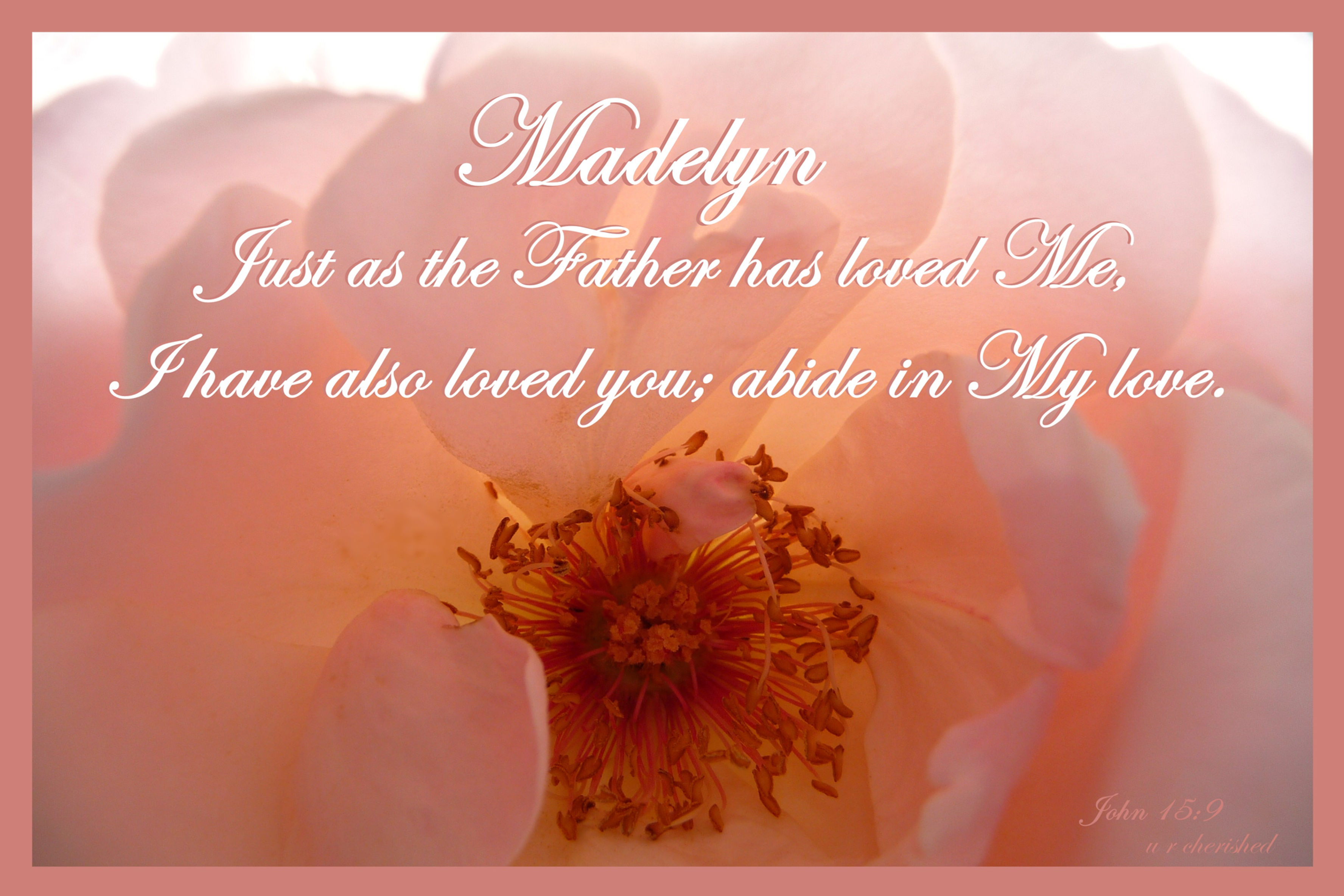 A032 Pink rose Jn 15:9