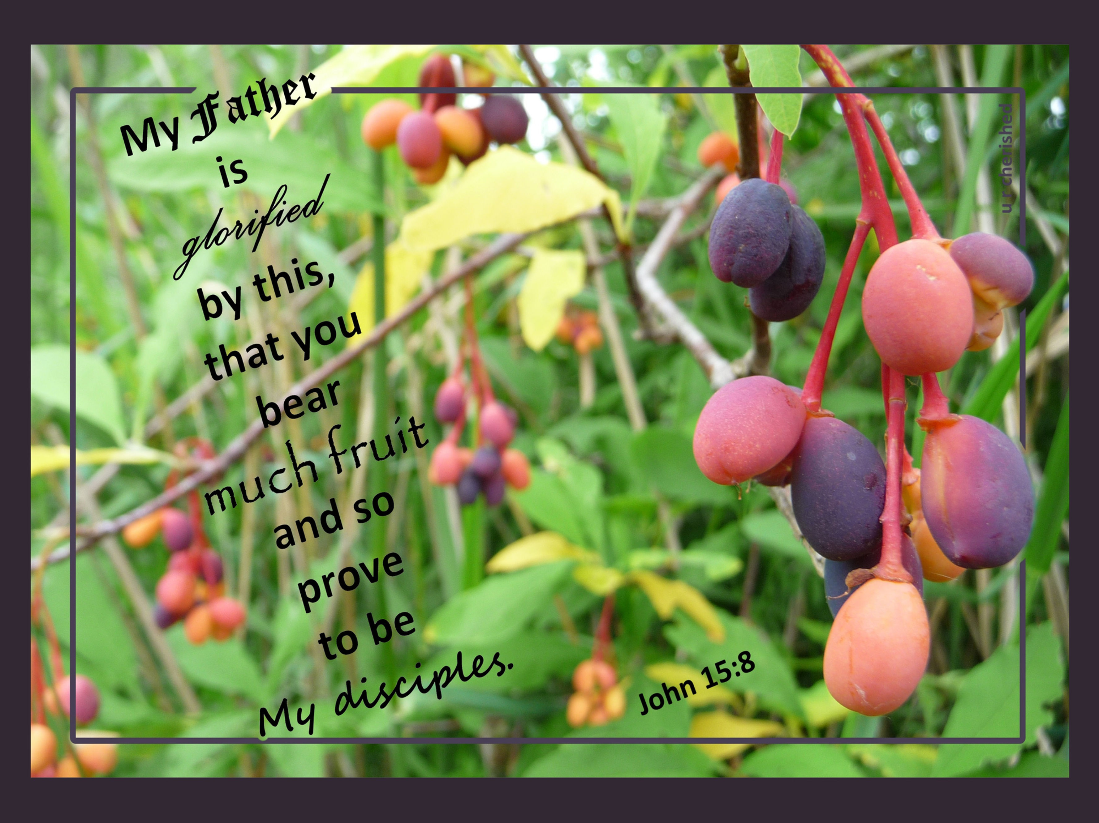 B007 Bush of berries John 15:8