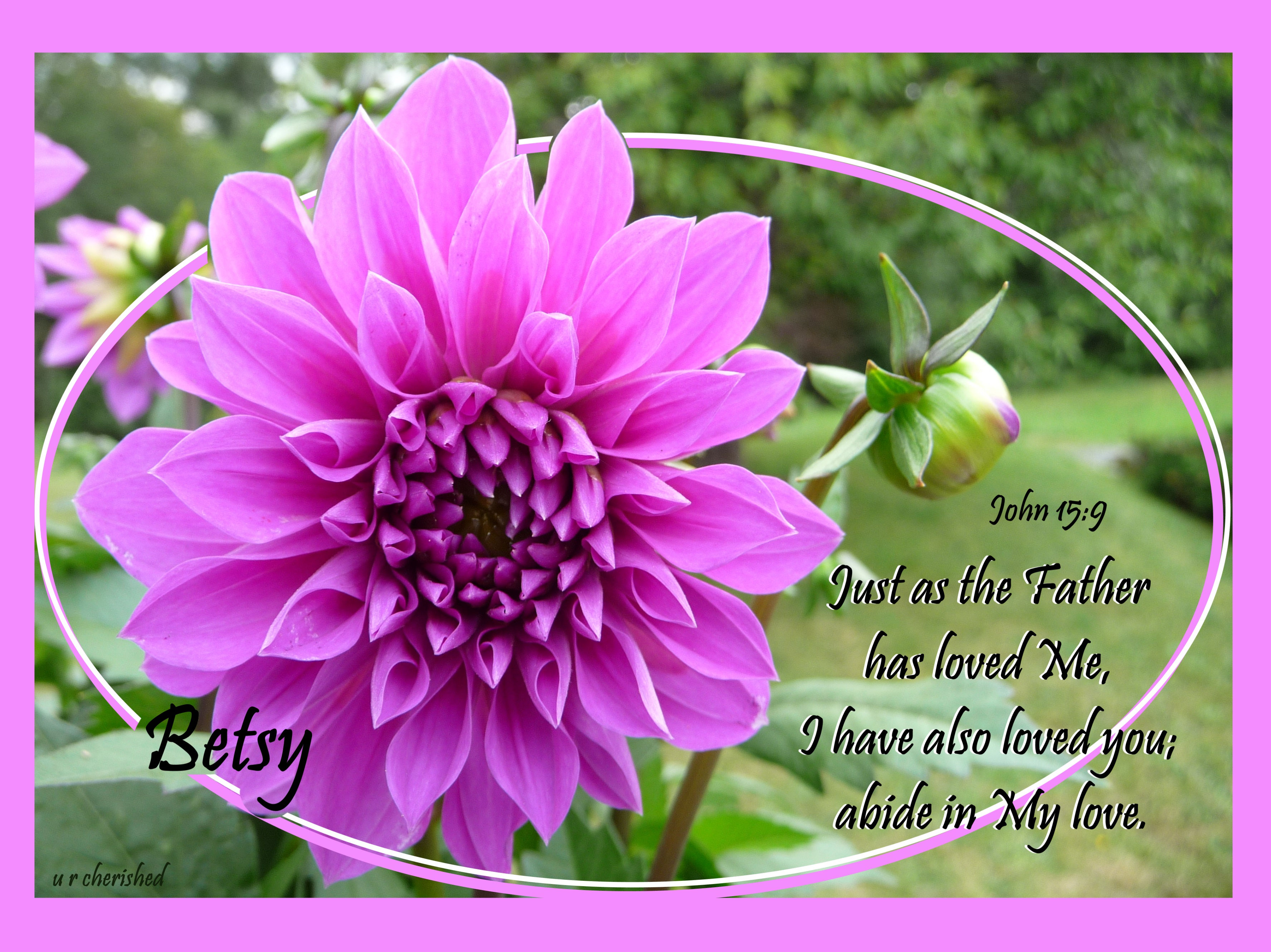 A038 Purple dahlia Jn 15:9