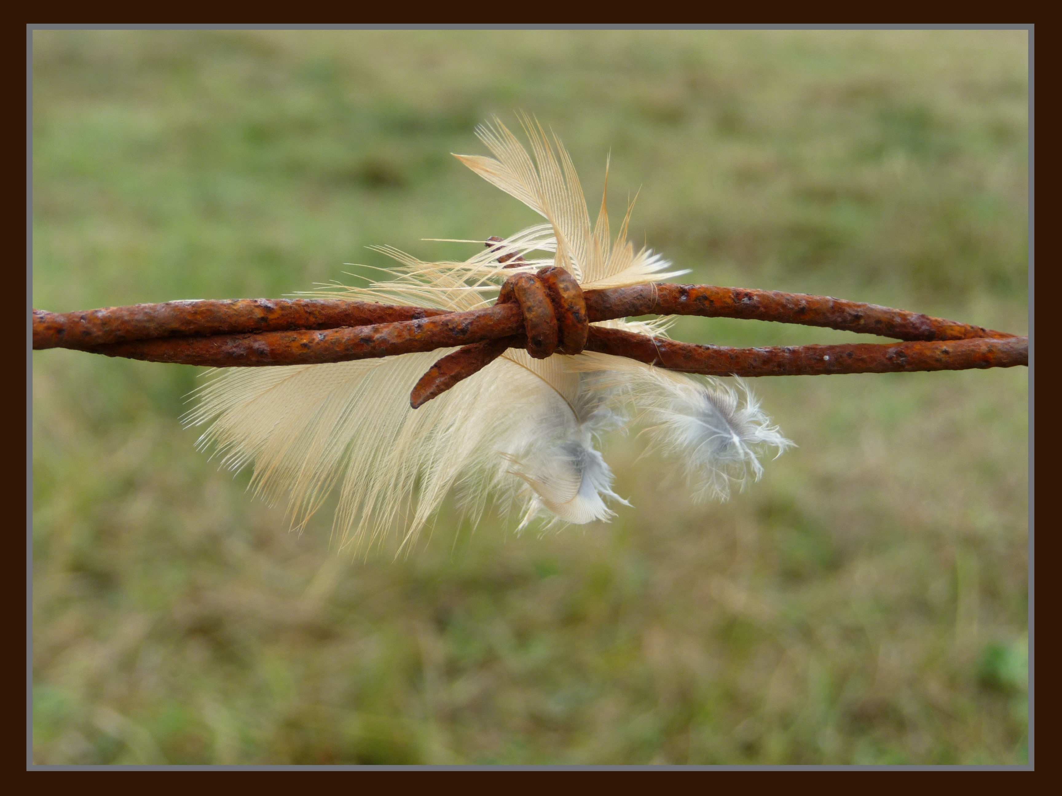 C013 Barbed feathers