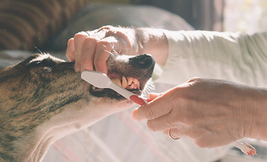 Brushing Dog's Teeth