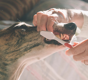 Brushing Dog's Teeth