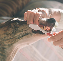 Brushing Dog's Teeth