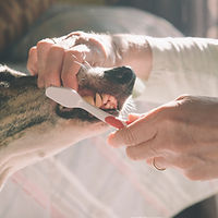 Brushing Dog's Teeth