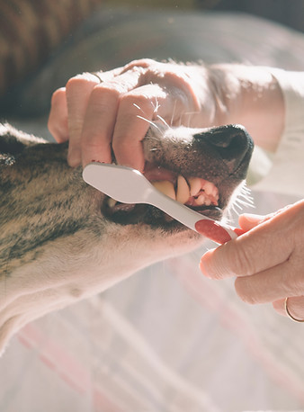 Brushing Dog's Teeth