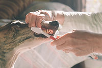 犬の歯を磨きます