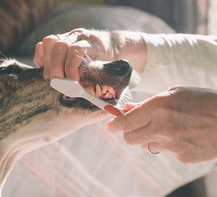 Brushing Dog's Teeth